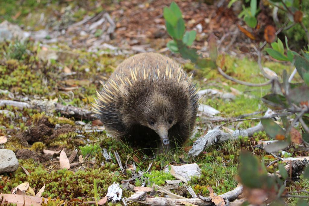 Discovery Resorts - Cradle Mountain Buitenkant foto